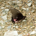 PAPILIONIDAE, Papilio hypason